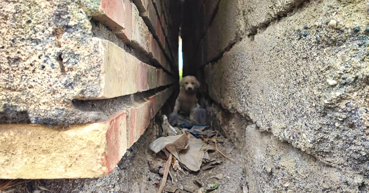 a dog stuck between two walls