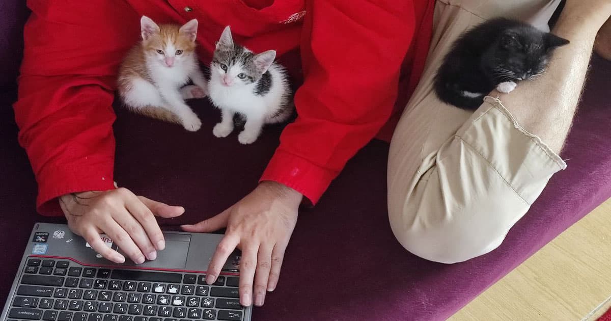 My pets while I'm writing this article!