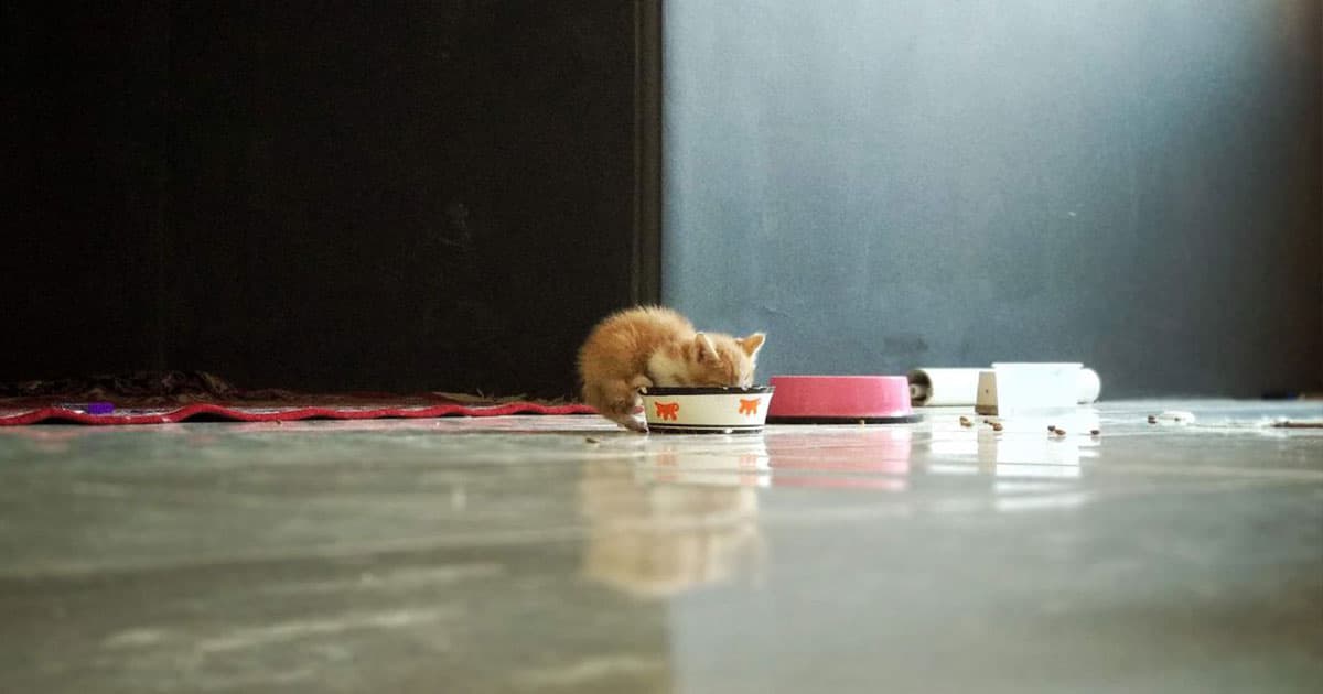 A Kitten drinking milk