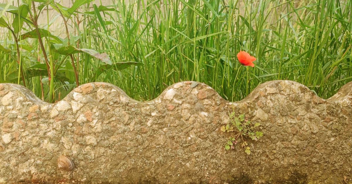 a flower
